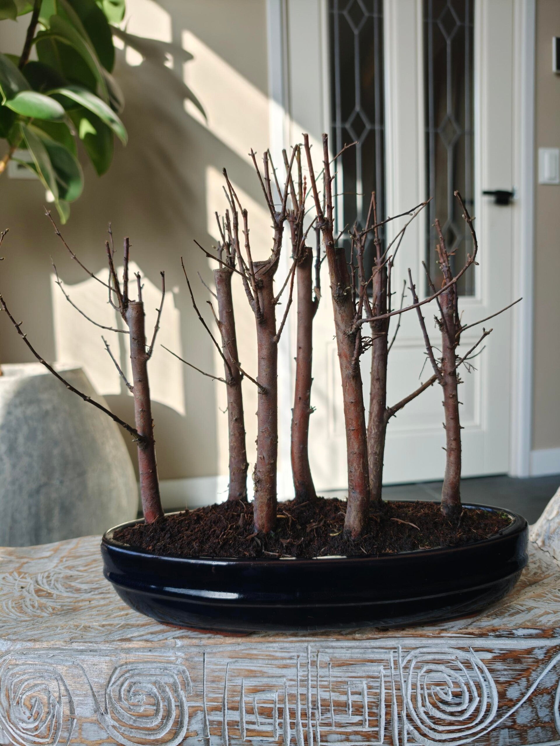 Metasequoia Bossage pot 32 breed Hoogte plant 25-30