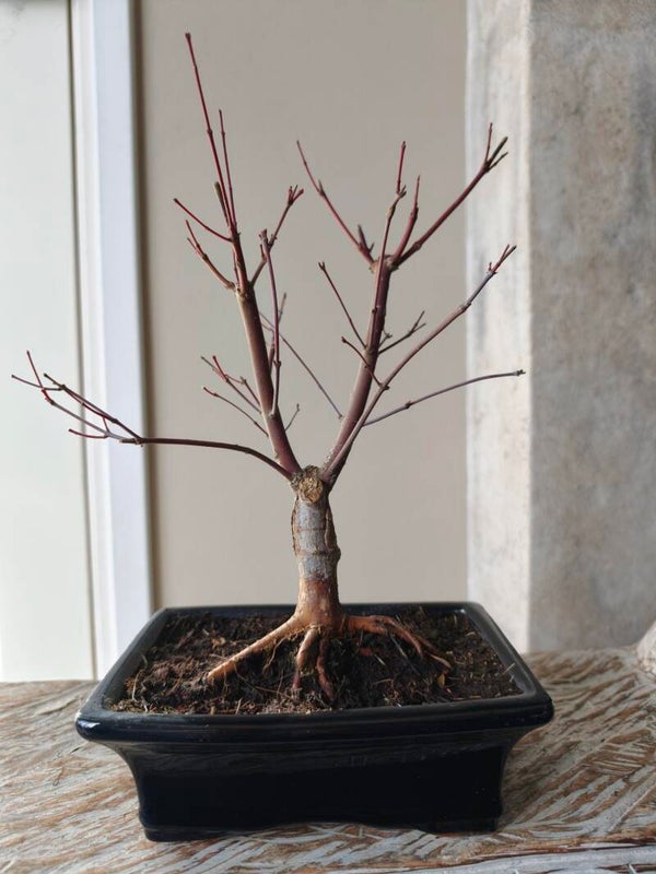 Acer Japanse Esdoorn Bonsai