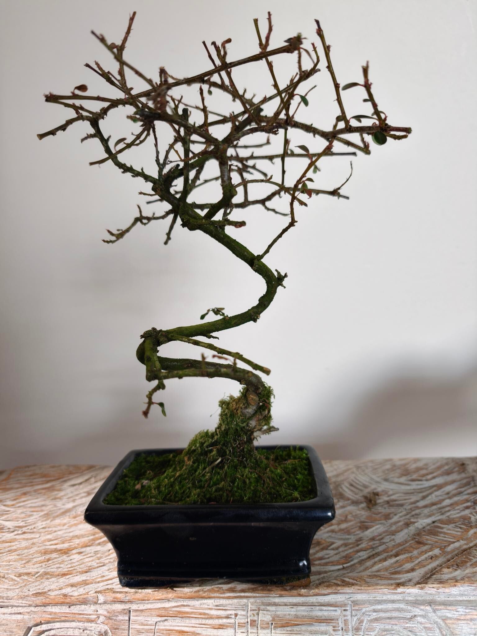 Pyracantha Bonsai