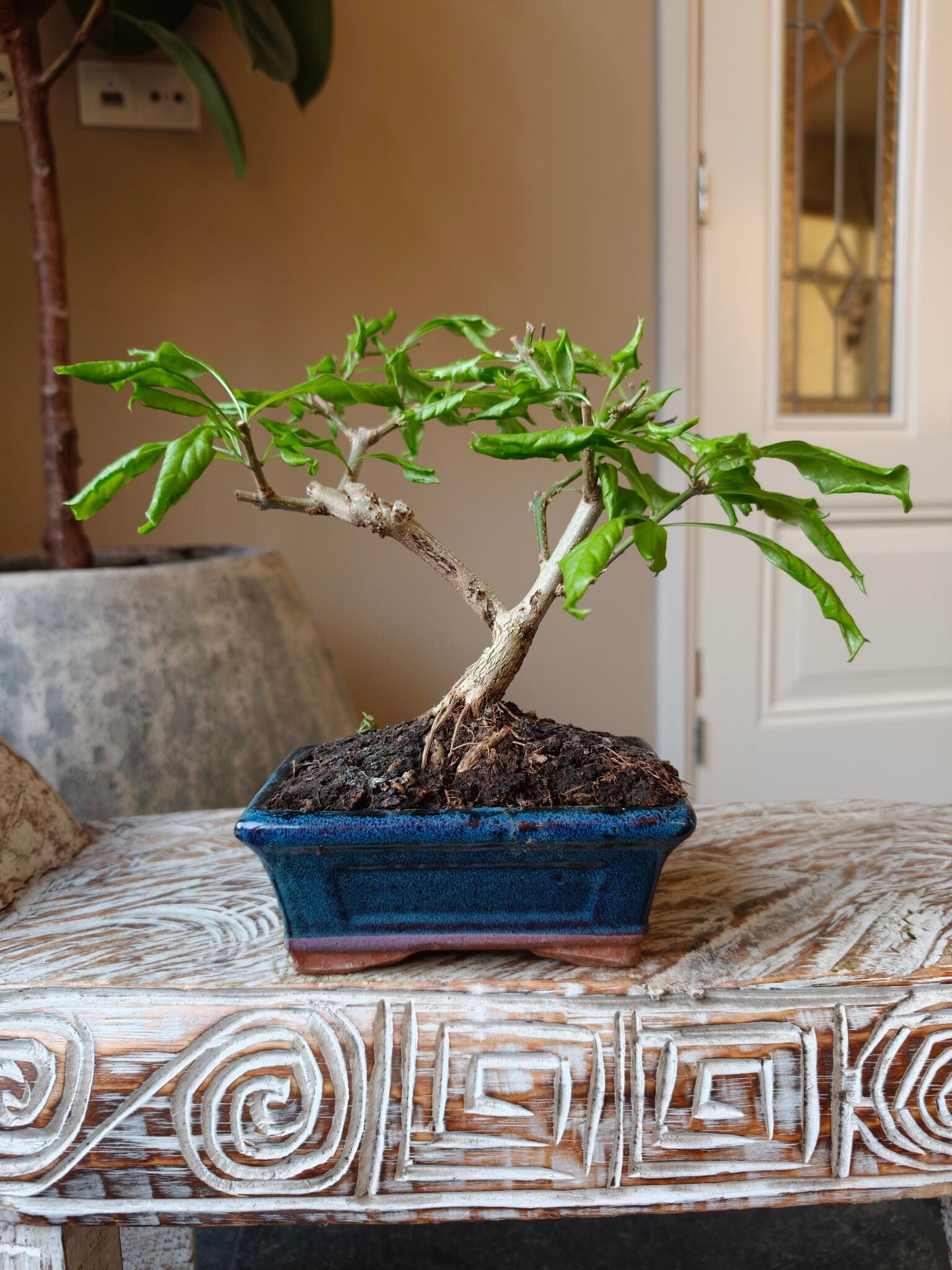 Durantha Repens Bonsai