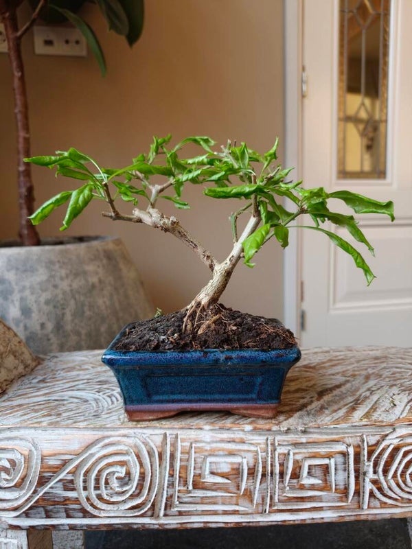 Durantha Repens Bonsai