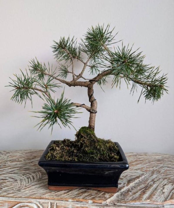 Pinus Sylvestris