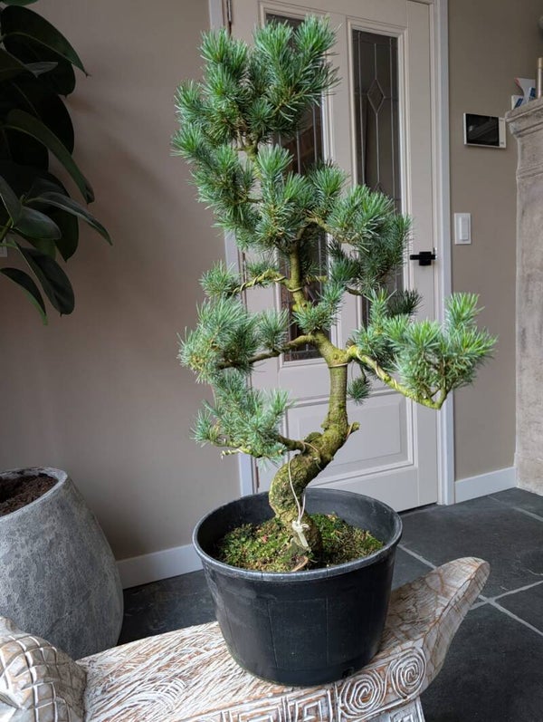 Pinus Parviflora 70cm