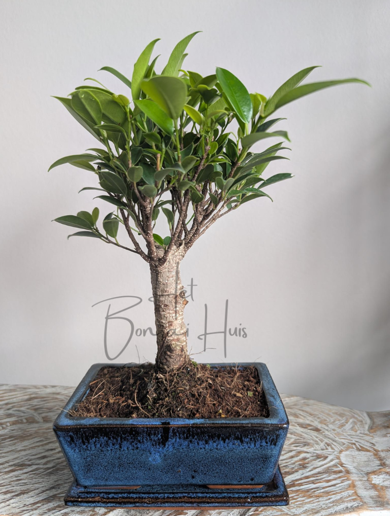 Ficus Retusa P15
