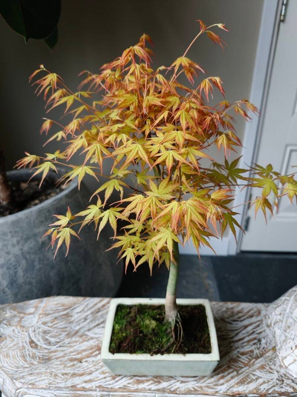 Acer Japanse Esdoorn Orange Dream Bonsai