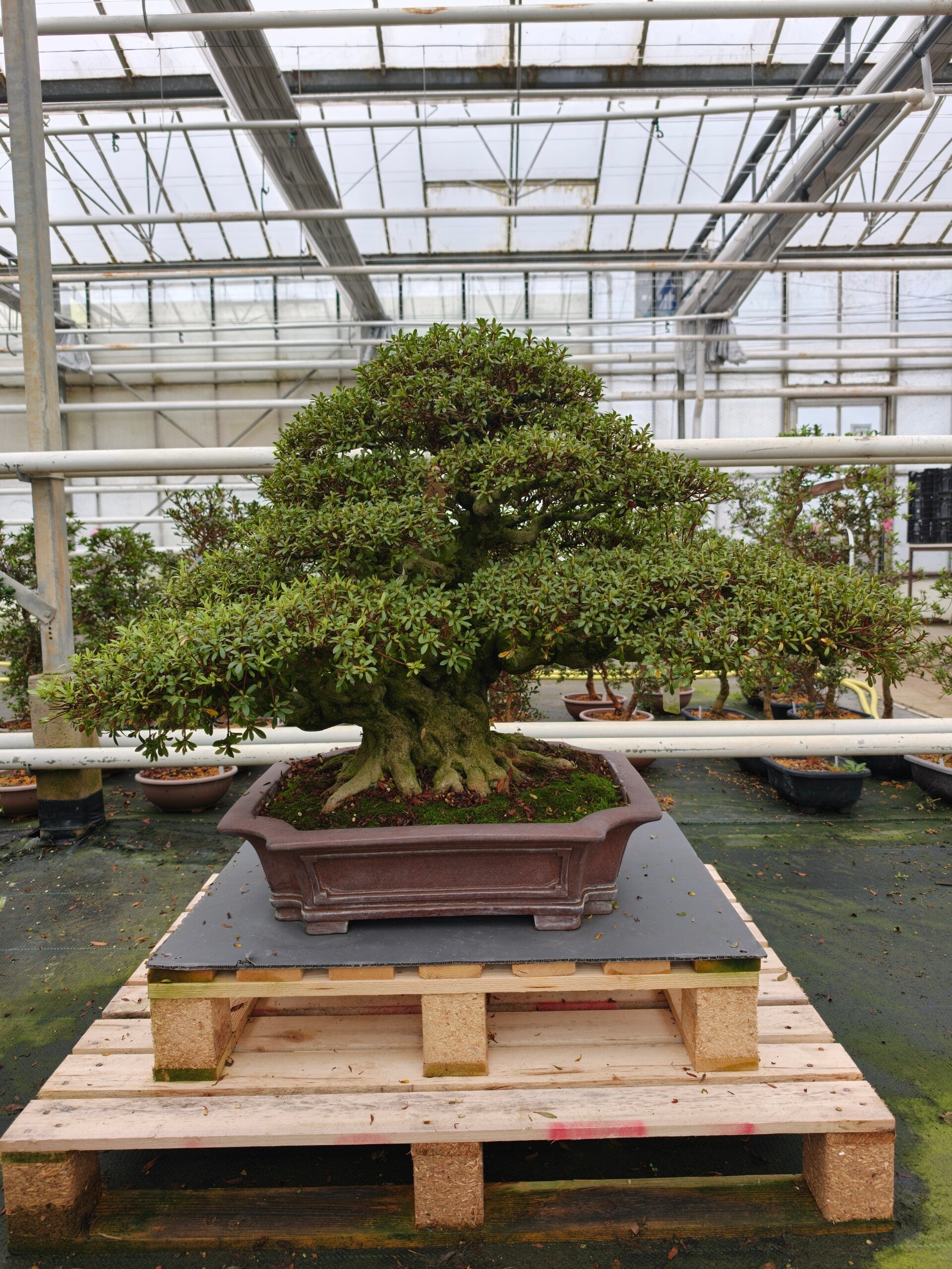 Satsuki Azalea Kozan Bonsai
