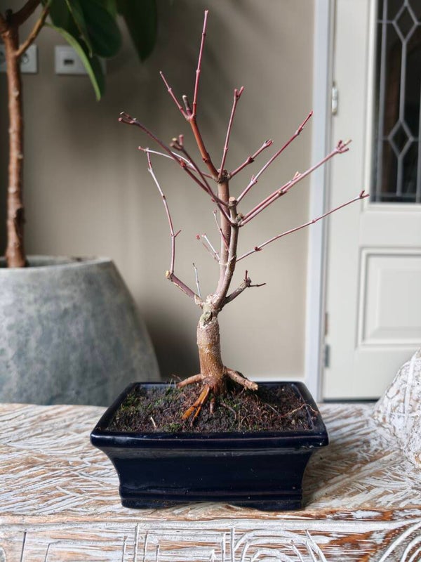 Acer Japanse Esdoorn Deshojo bonsai