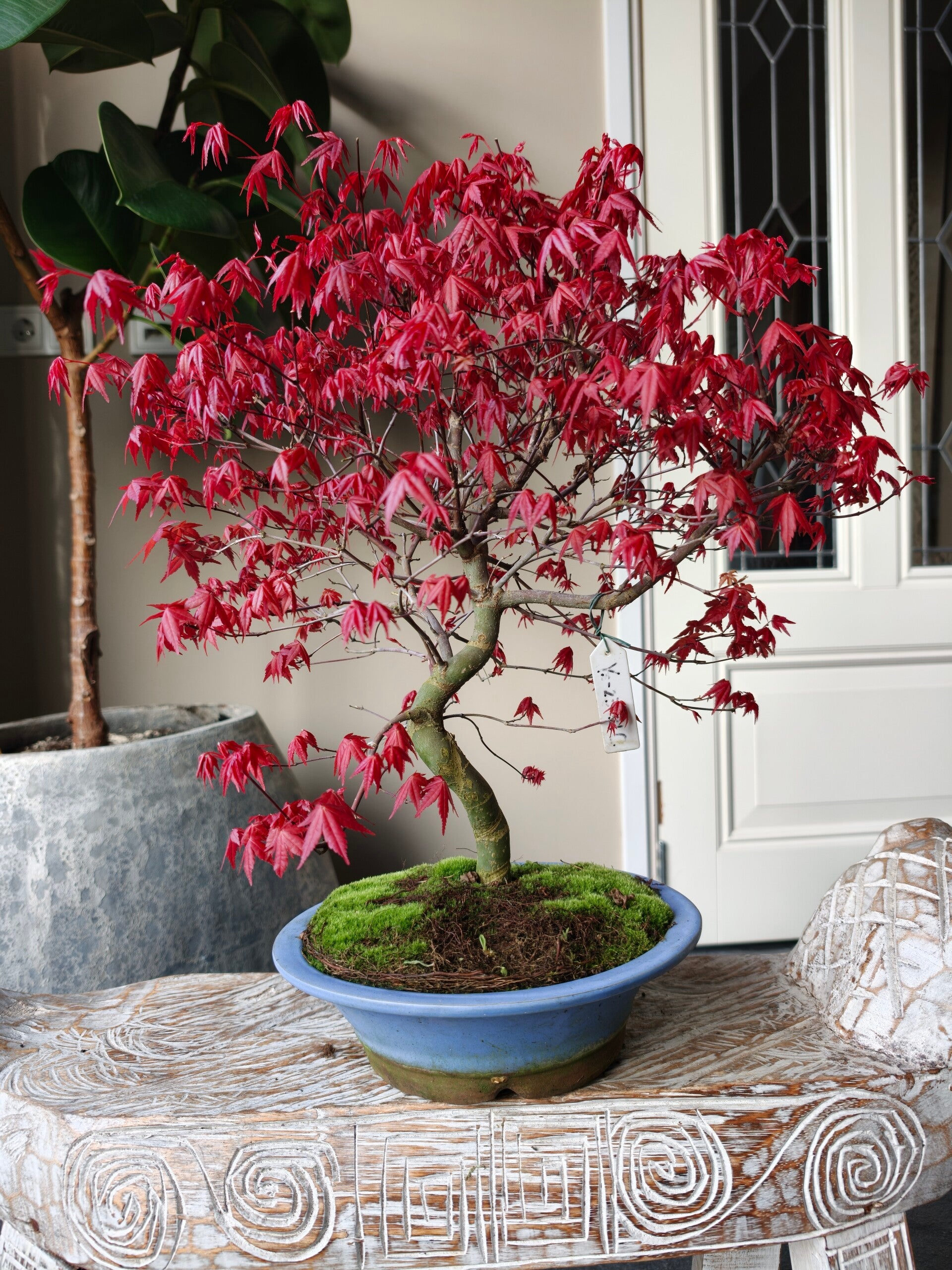 Acer Japanse Esdoorn Deshojo bonsai