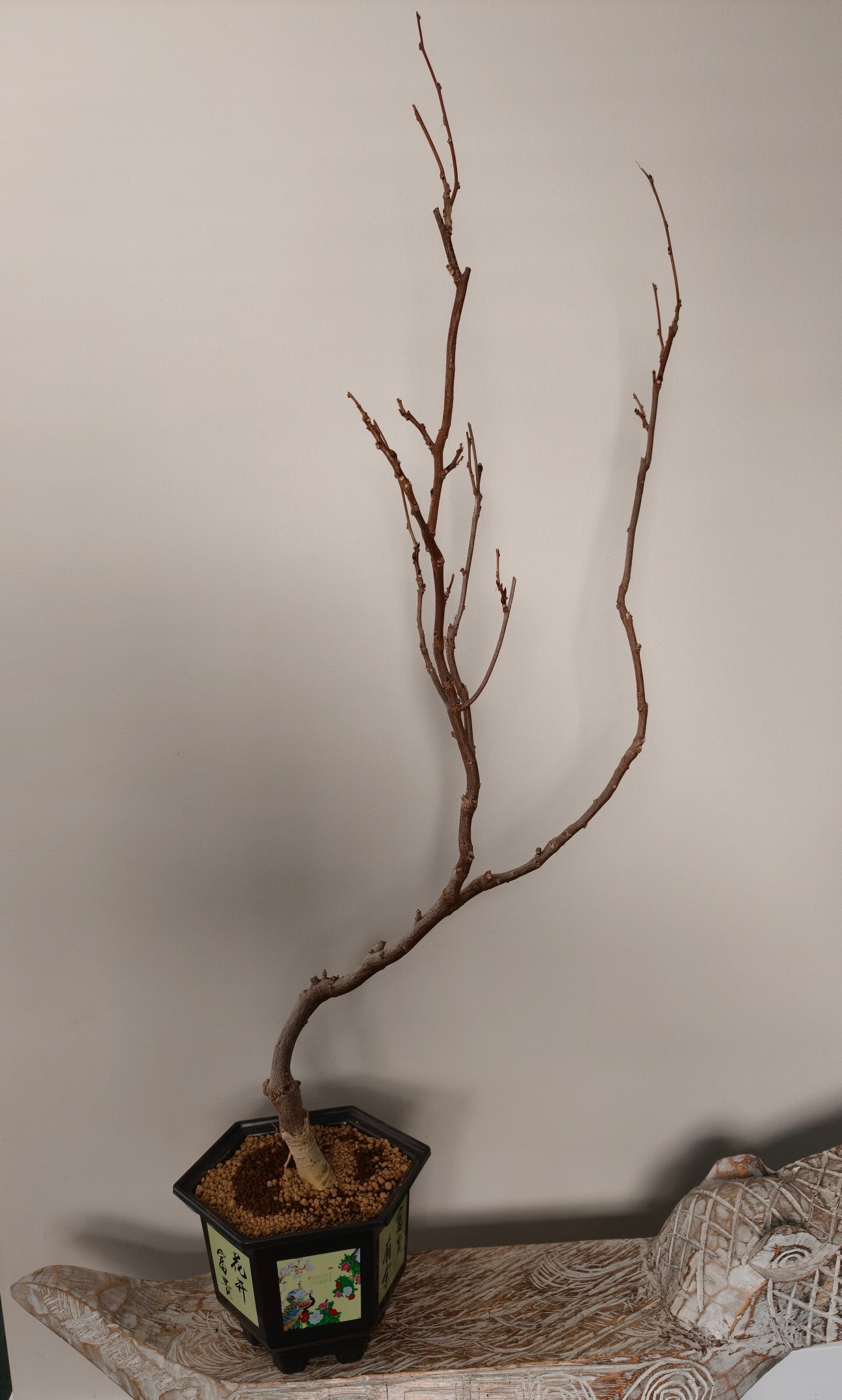 Wisteria Floribunda Red bonsai