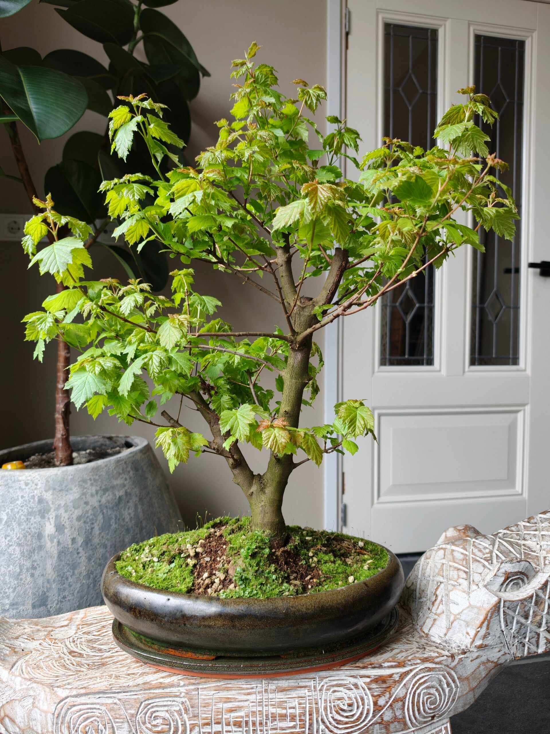 Acer Ginnala Bonsai