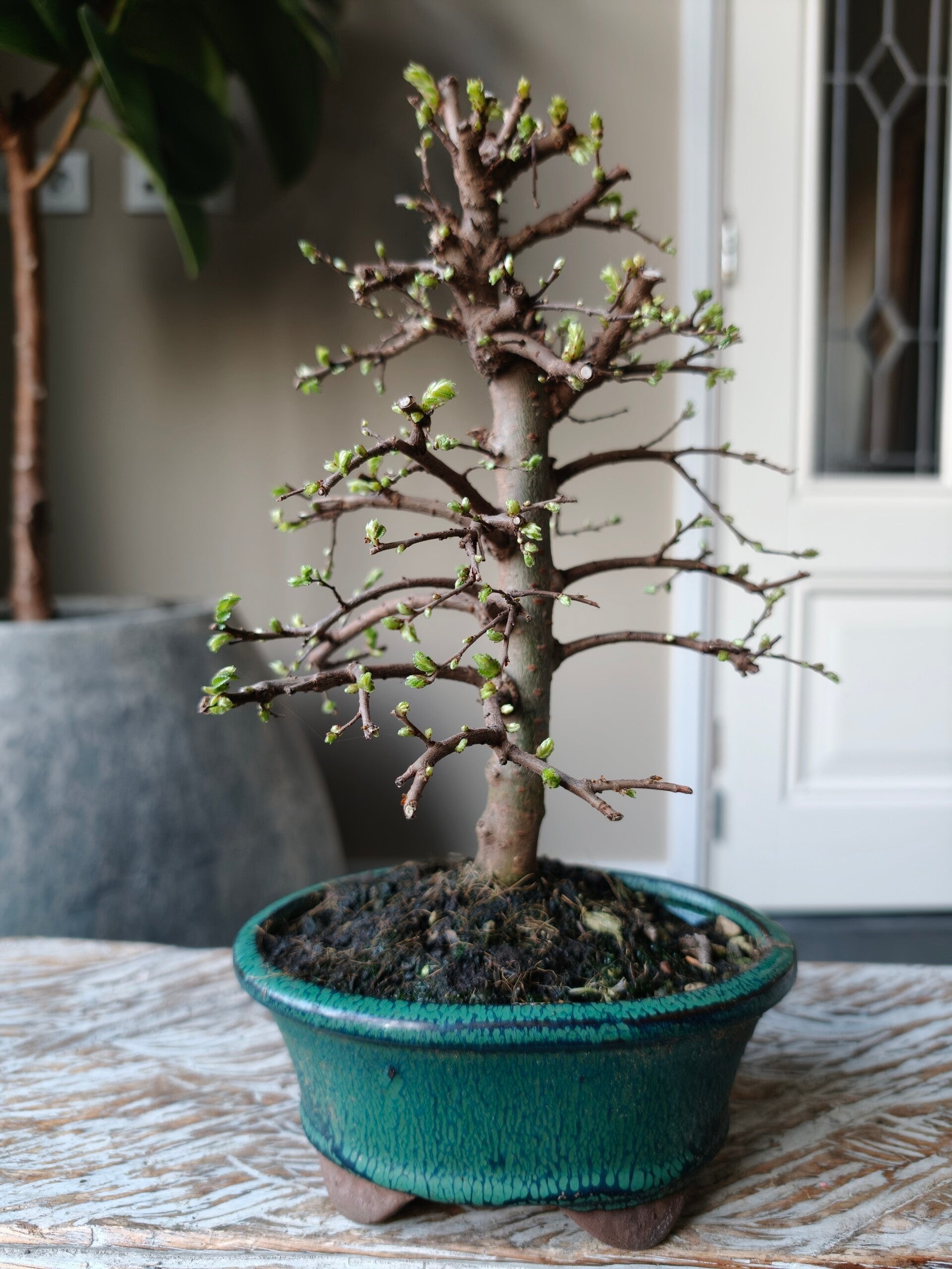 Ulmus Parviflora Bonsai