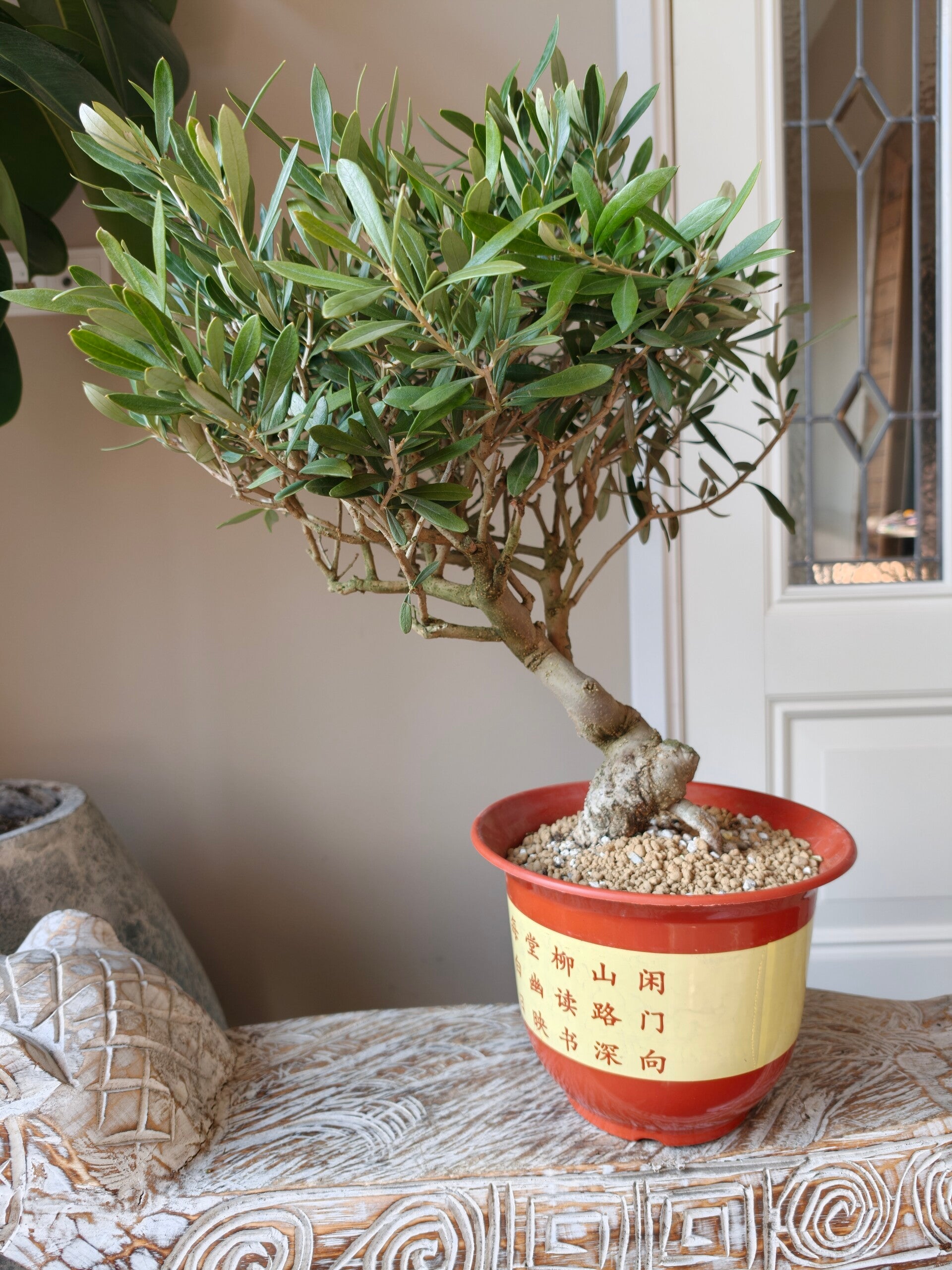 Olea Europaea 'Olijf' Bonsai