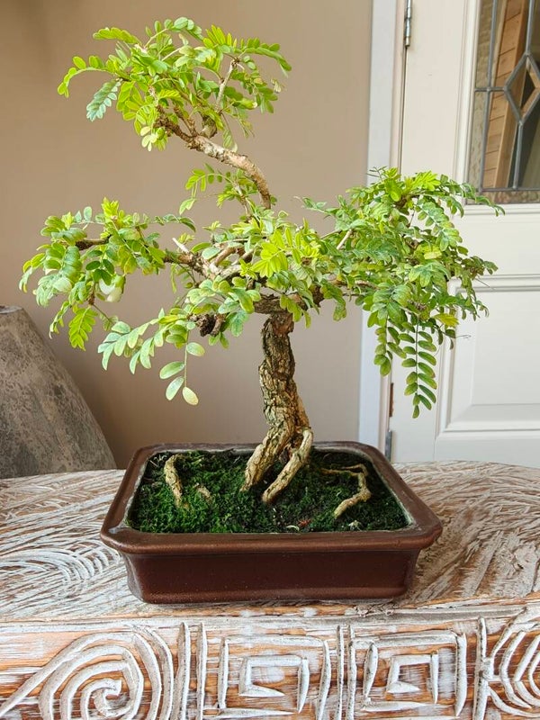 Sesbania bonsai
