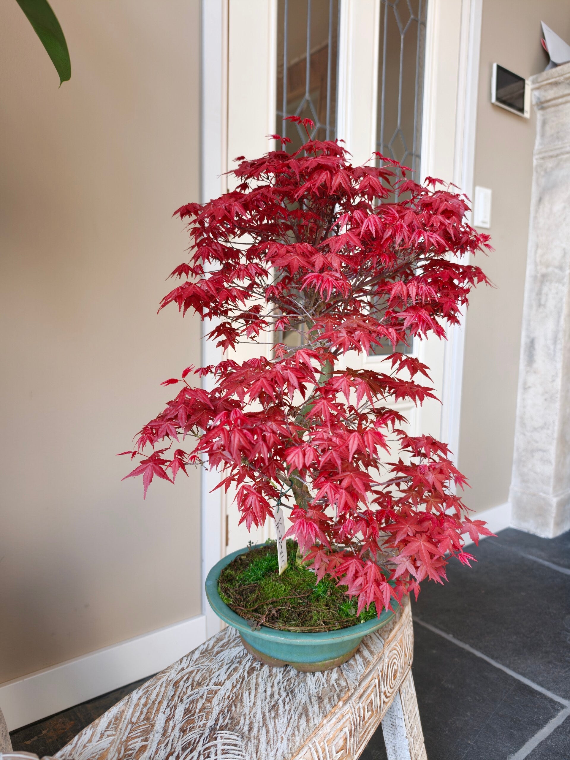 Acer Japanse Esdoorn Deshojo Bonsai 53cm