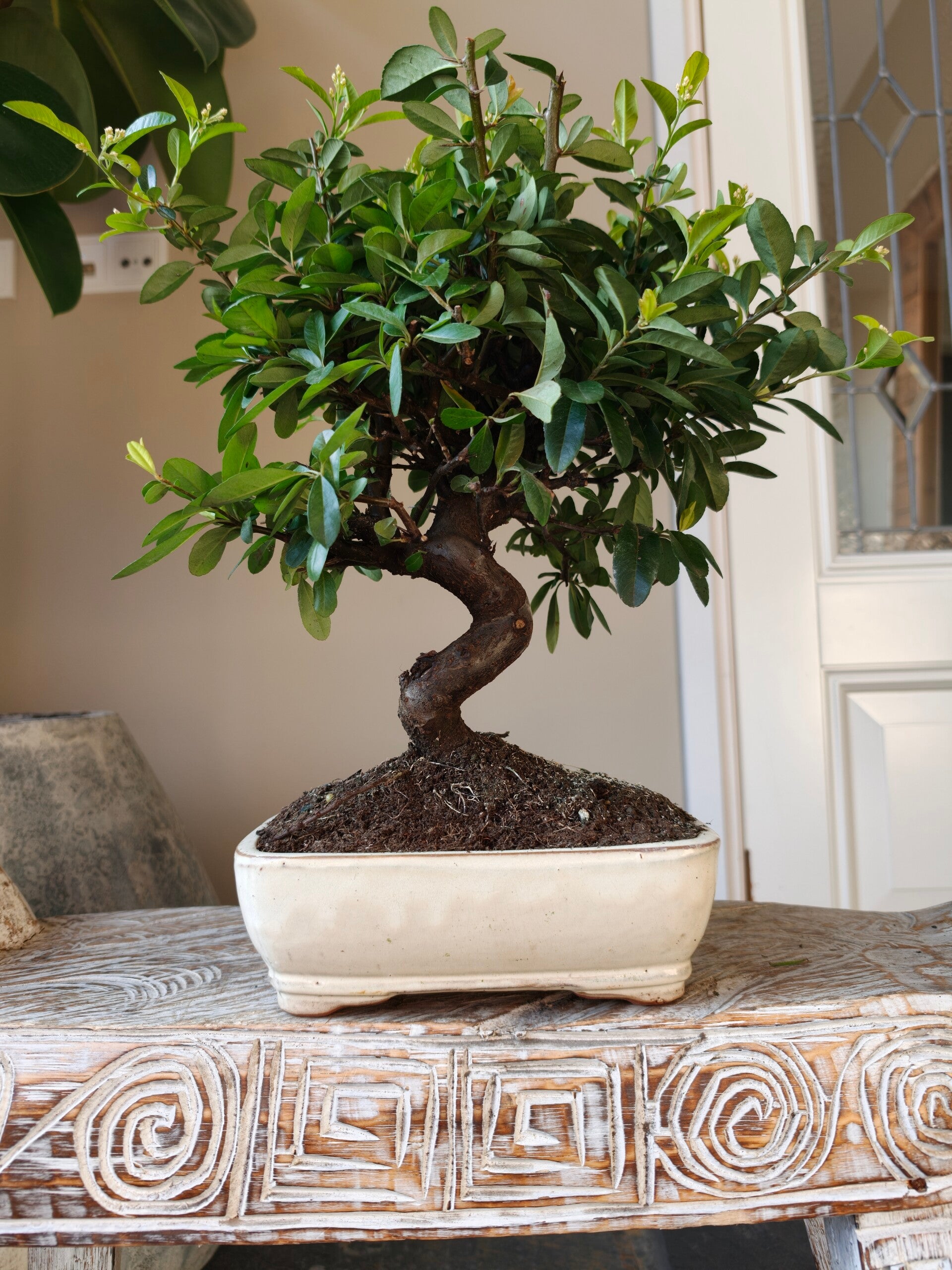 Pyracantha Bonsai