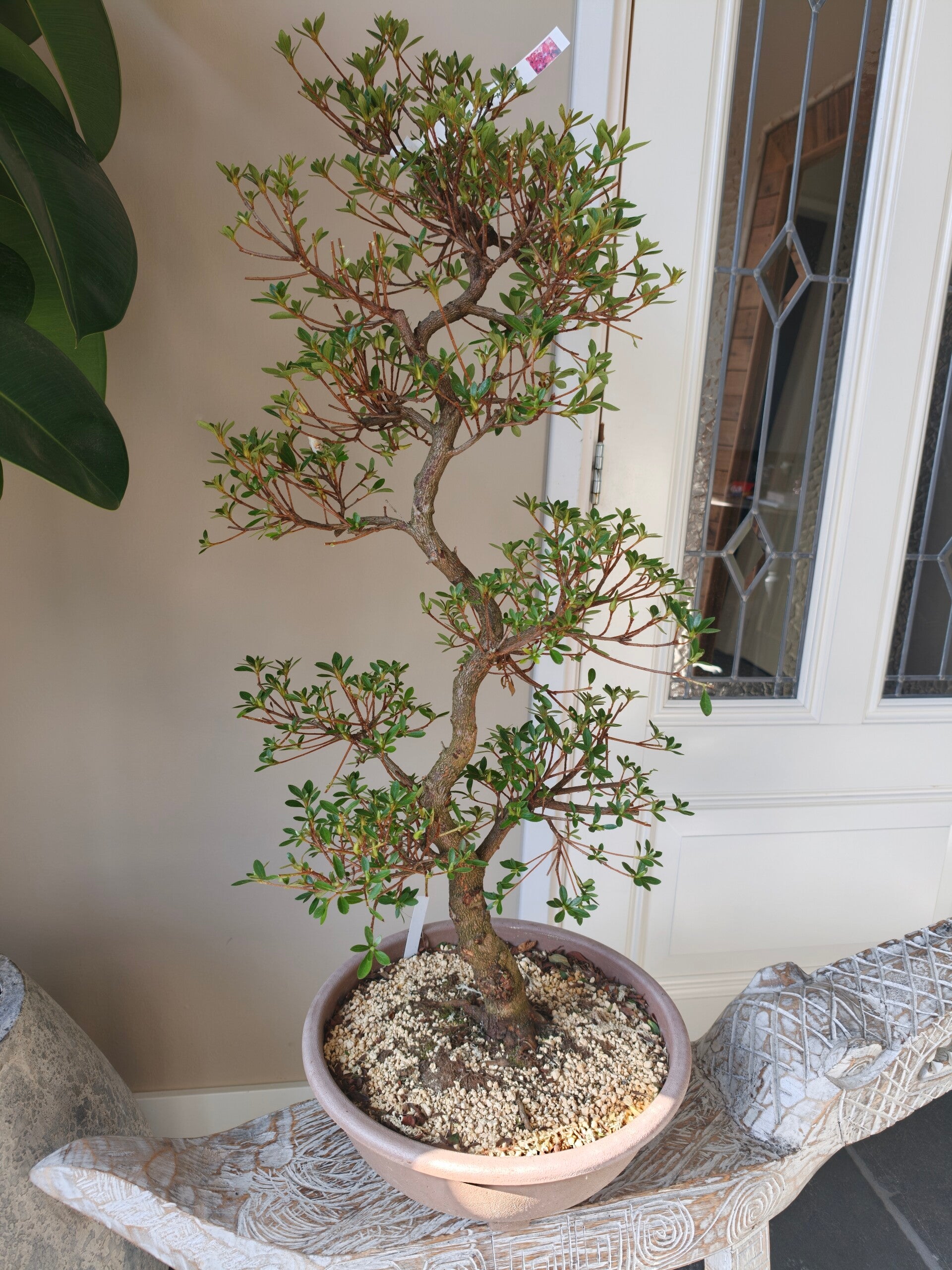 Satsuki Azalea Asukabijin bonsai 90cm