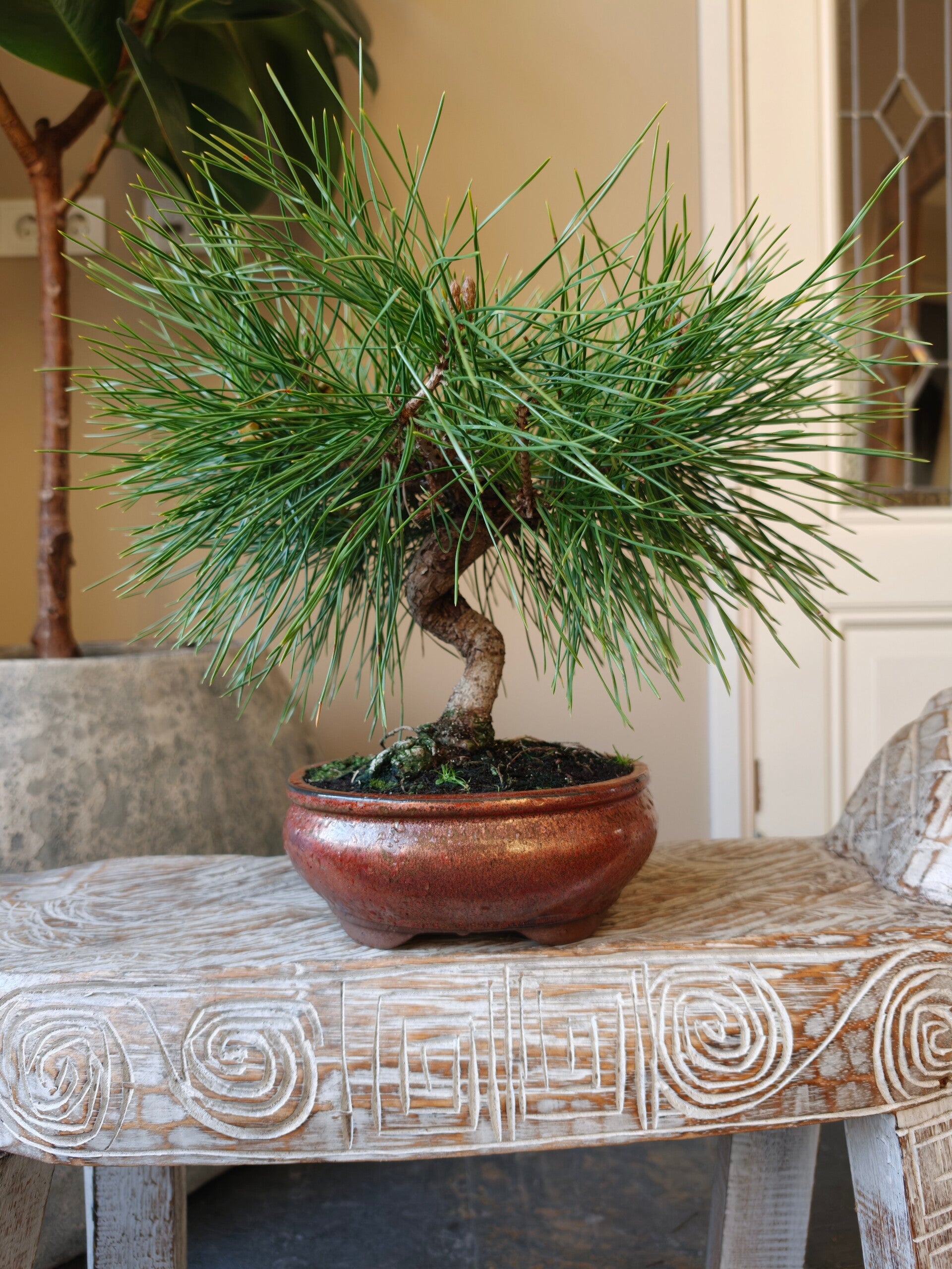 Pinus Thunbergii bonsai 10 jaar