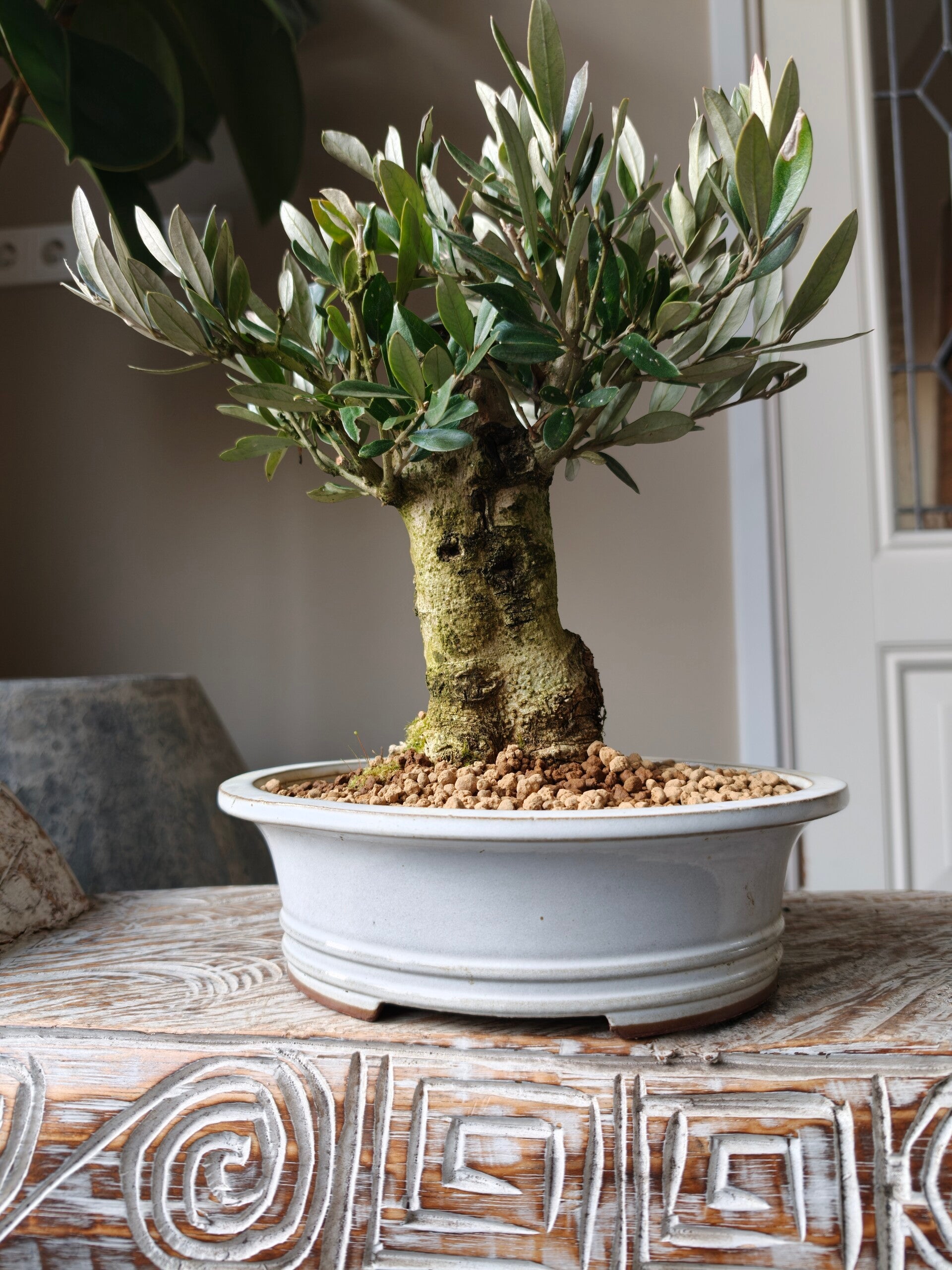 Olea Europaea 'Olijf' Bonsai