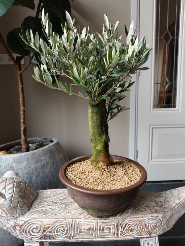Olea Europaea 'Olijf' Bonsai 50cm