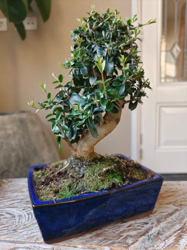 Olea Europaea 'Olijf' Bonsai 10 jaar