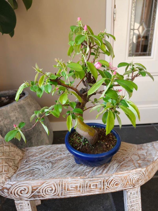 Pseudocydonia Sinensis Bonsai