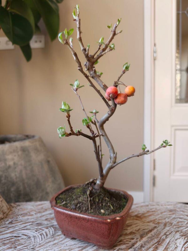 Malus 'Sierappel' Bonsai
