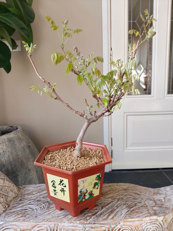 Wisteria Floribunda Purple Bonsai