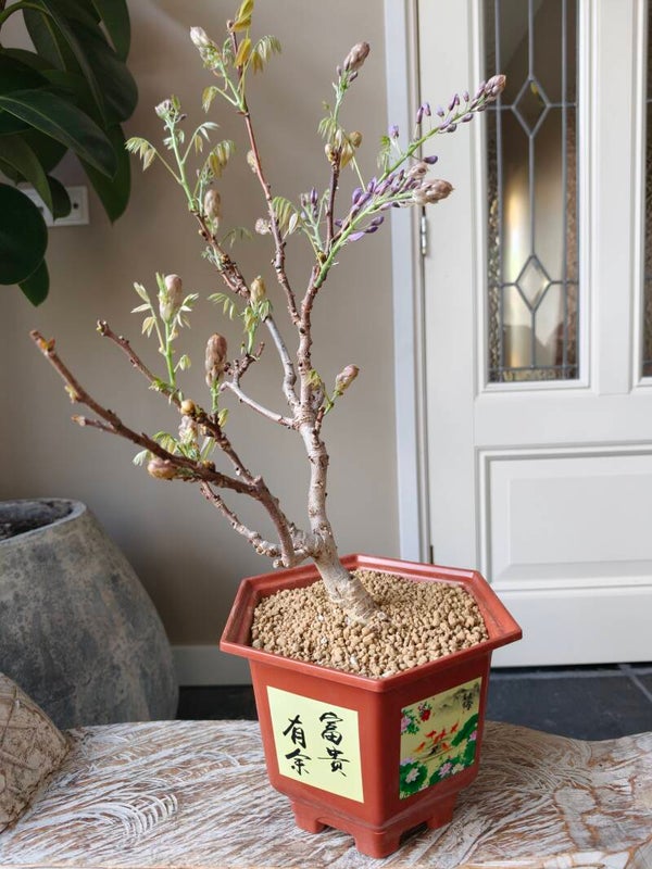 Wisteria Floribunda Purple Bonsai
