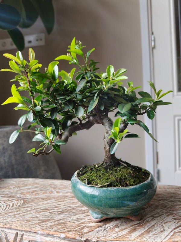 Pyracantha Bonsai 10 jaar