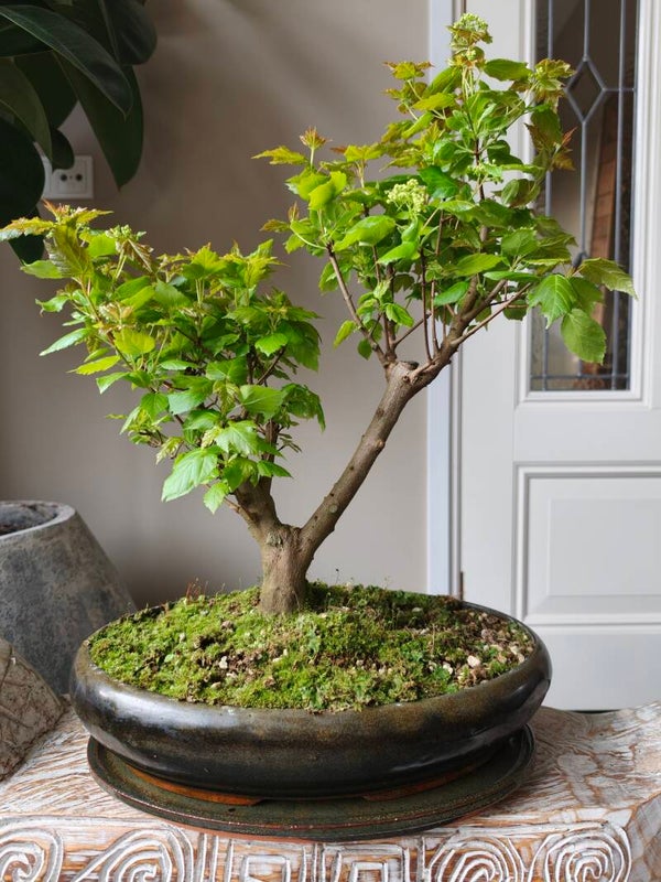 Ginnala bonsai