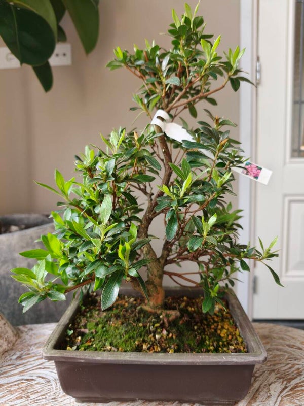 Satsuki Azalea Hanabin Bonsai