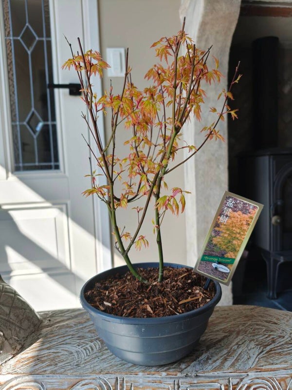 Acer Japanse Esdoorn Orange Dream