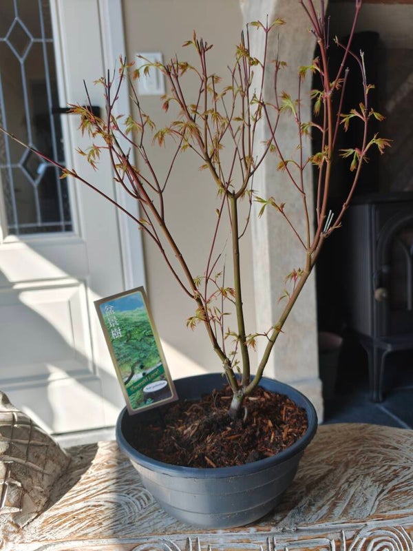 Acer Japanse Esdoorn Emerald Lace