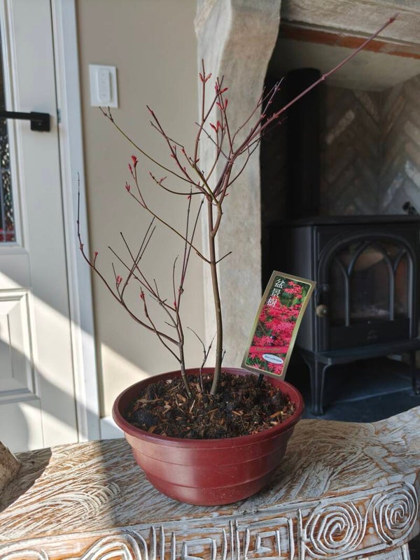 Acer Japanse Esdoorn Beni Maiko