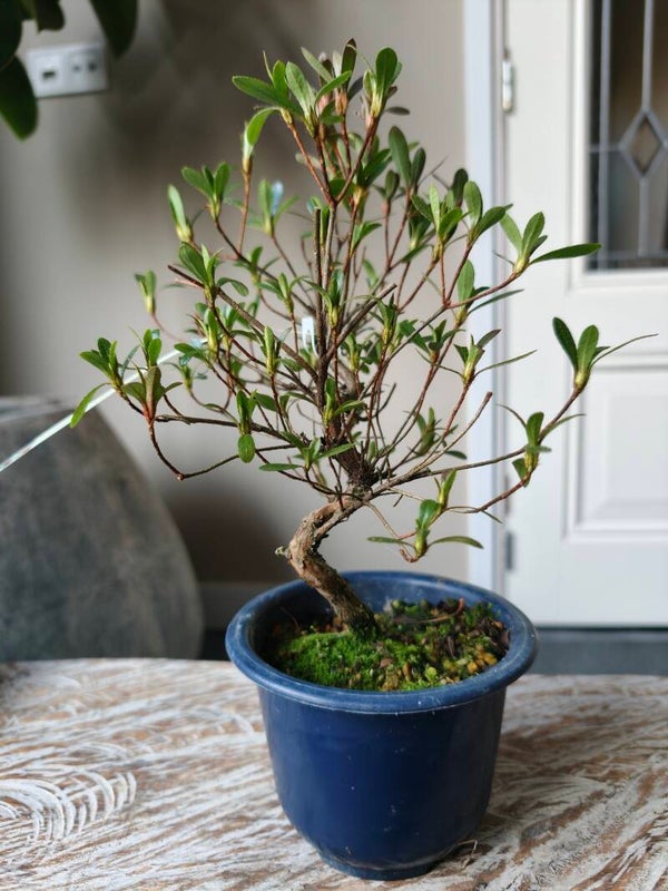 Satsuki Azalea Matsunami Bonsai