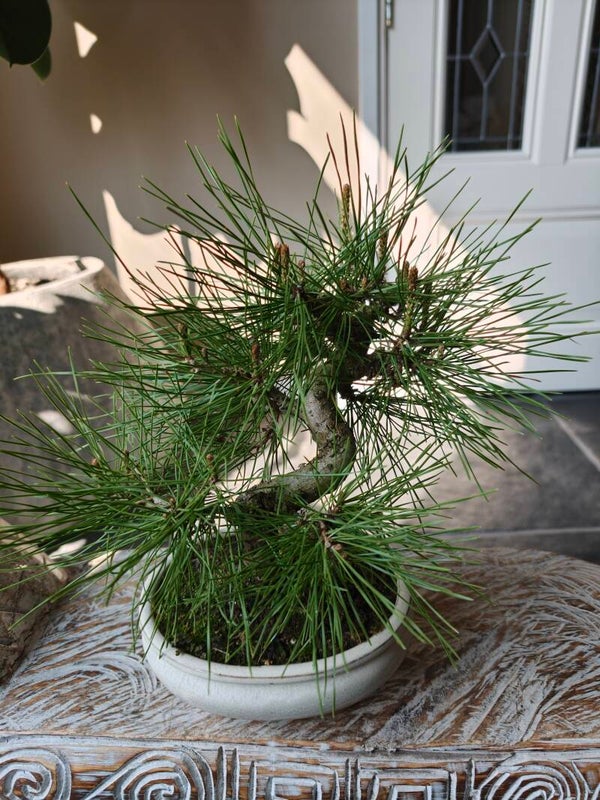 Pinus Thunbergii Bonsai