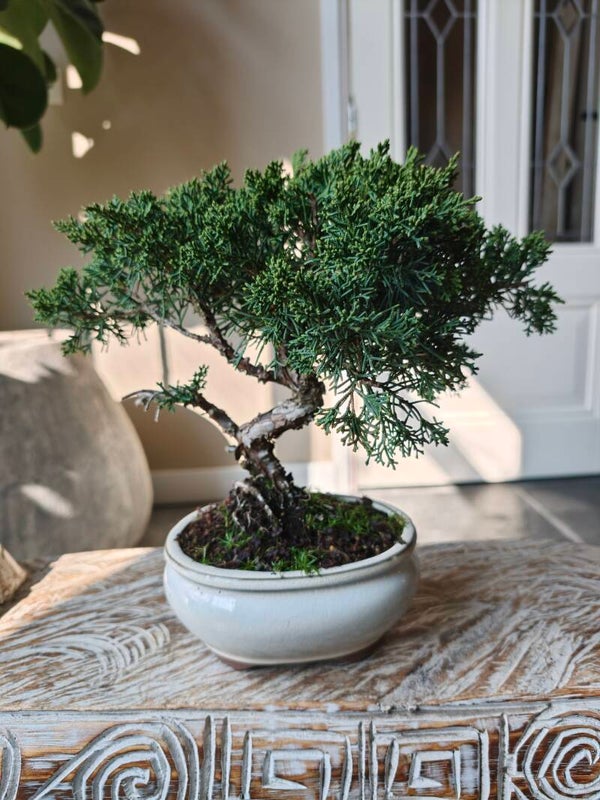 Juniperus Chinensis Kyushu Bonsai