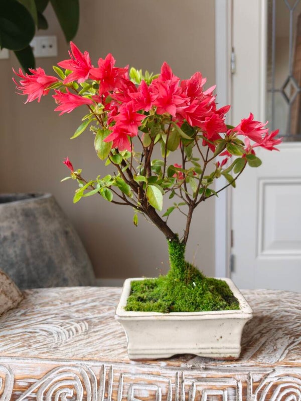 Azalea Bonsai
