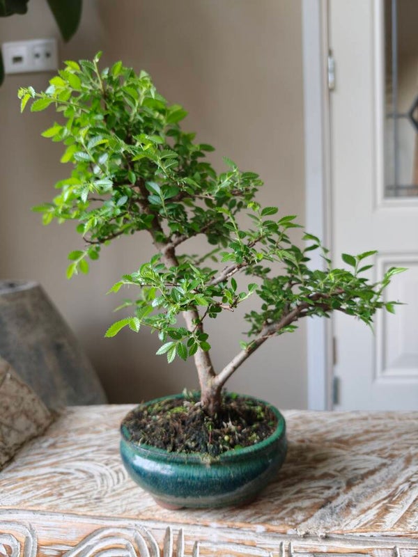 Ulmus Parviflora Bonsai