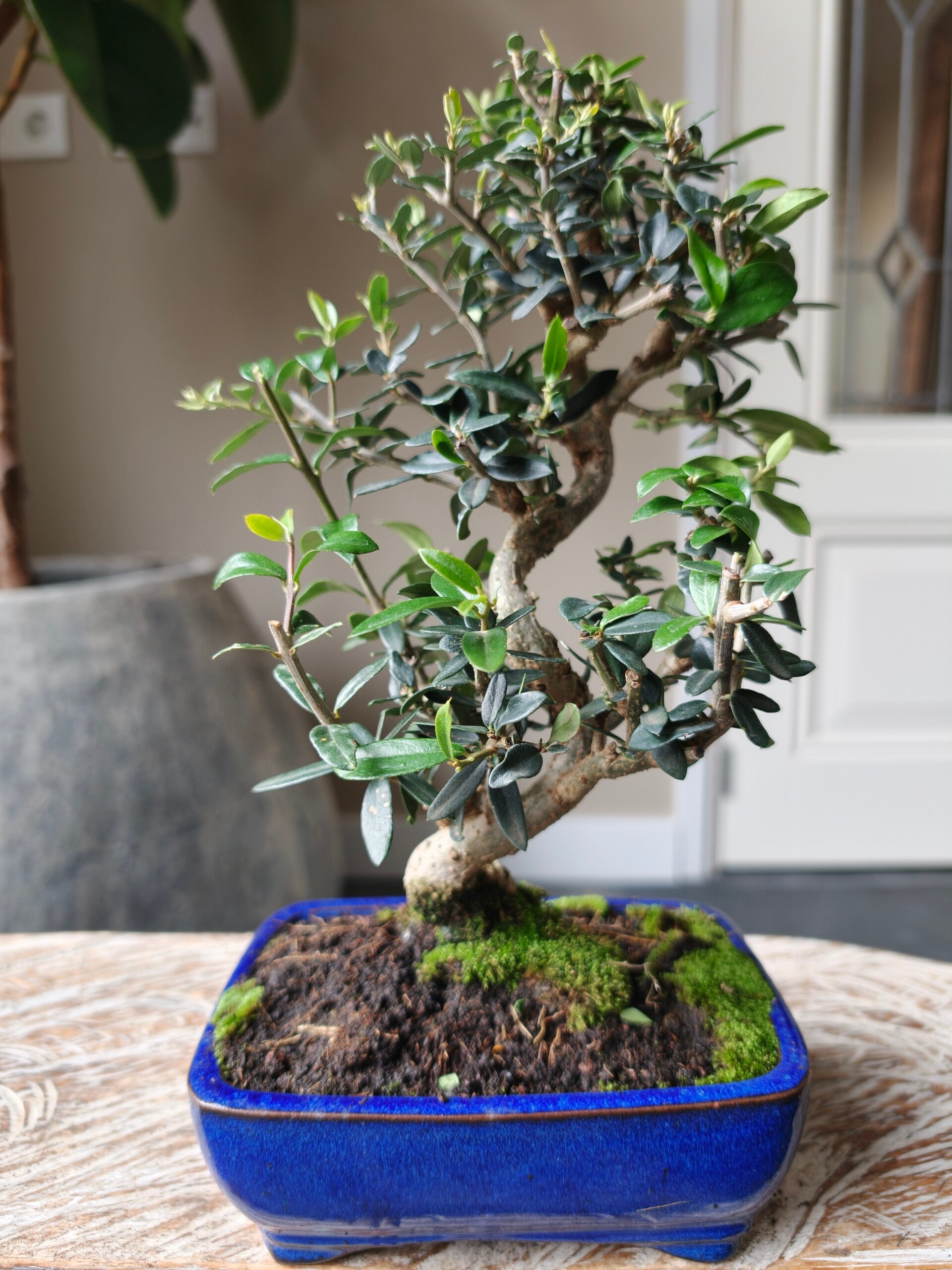 Olea Europaea 'Olijf' Bonsai