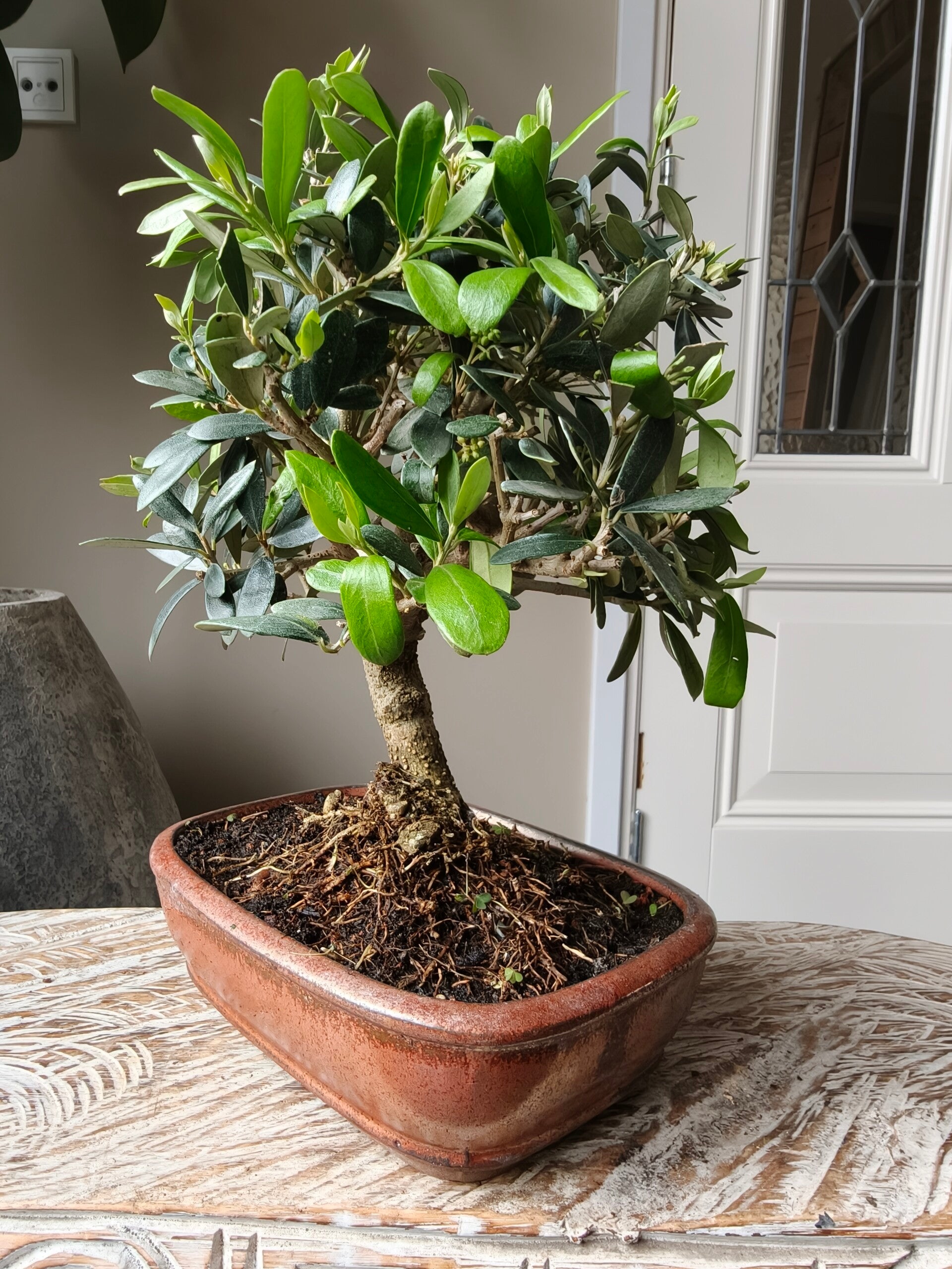 Olea Europaea 'Olijf' Bonsai