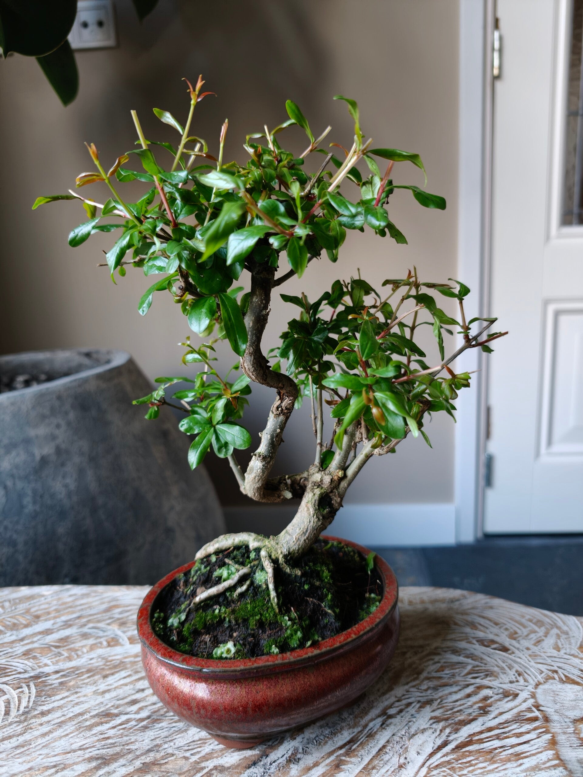 Punica Granatum Nejikan Bonsai