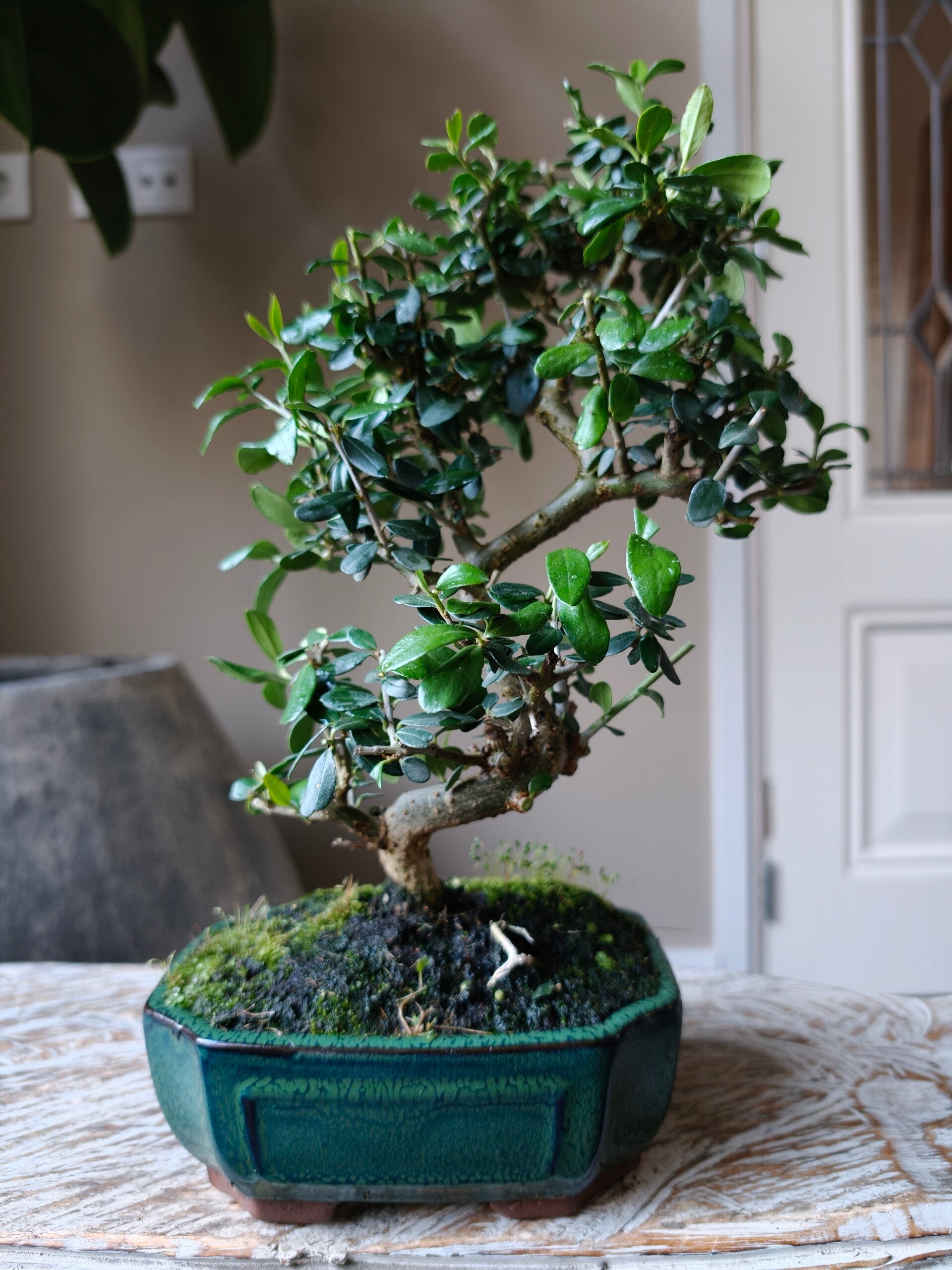 Olea Europaea 'Olijf' Bonsai