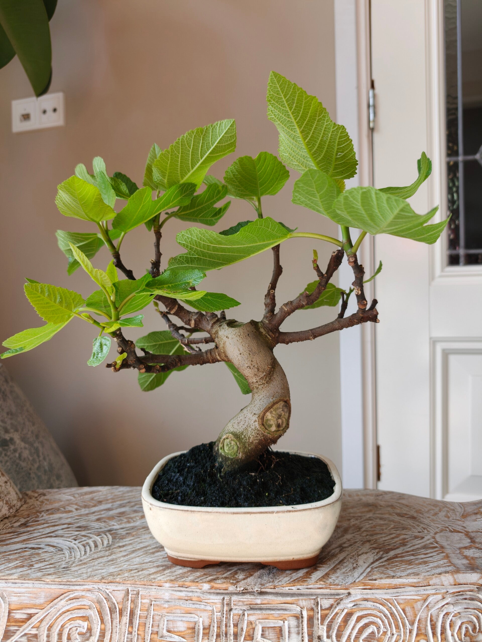 Ficus Carica 'Vijg' Bonsai