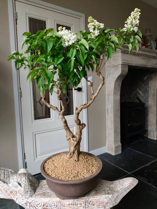 Sering Vulgaris Bonsai 80cm