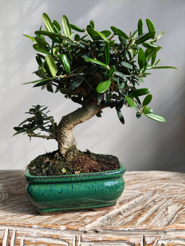 Olea Europaea 'Olijf' Bonsai