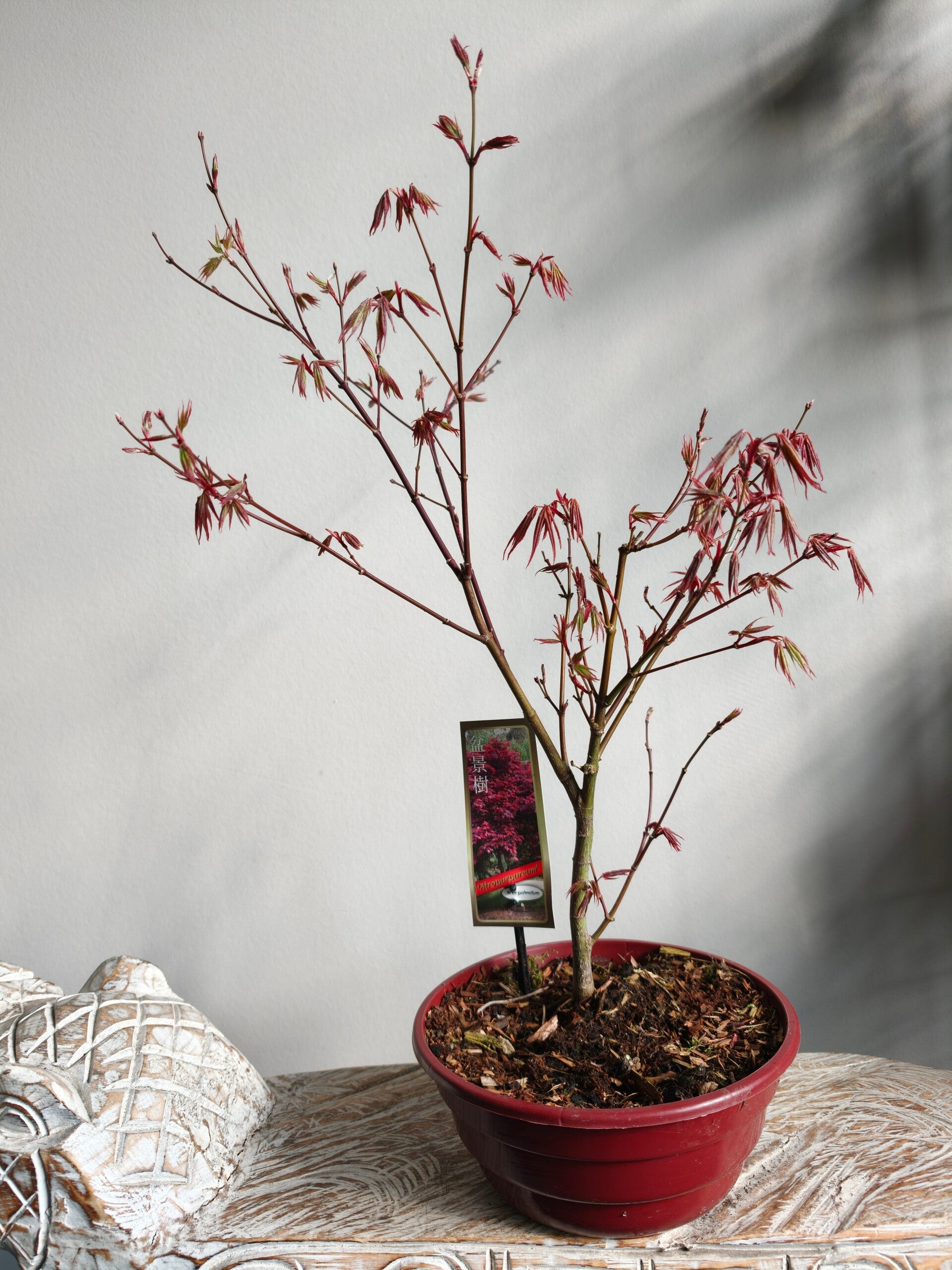 Acer Japanse Esdoorn Atropurpureum Bonsai Starter