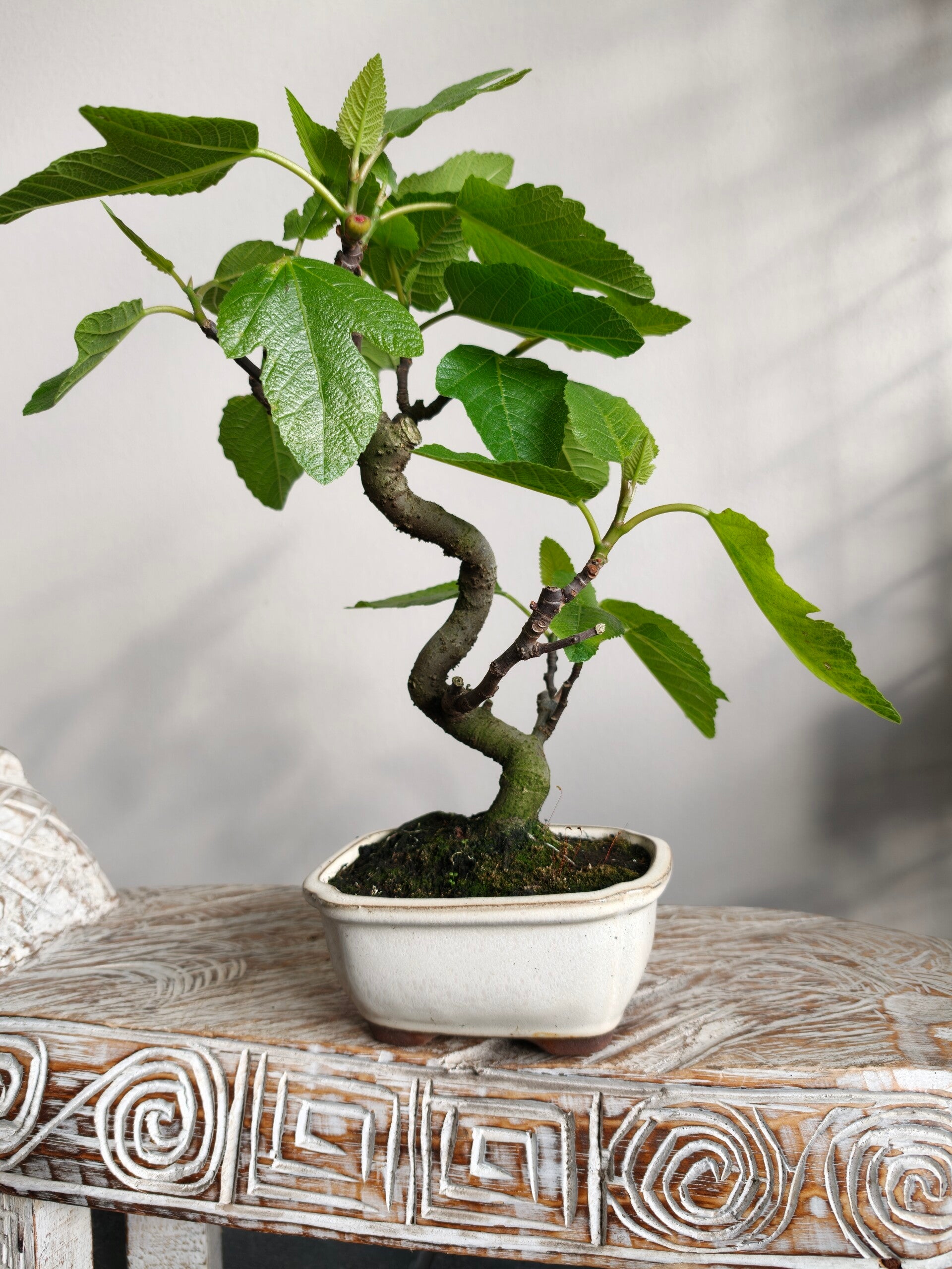 Ficus Carica 'Vijg' Bonsai