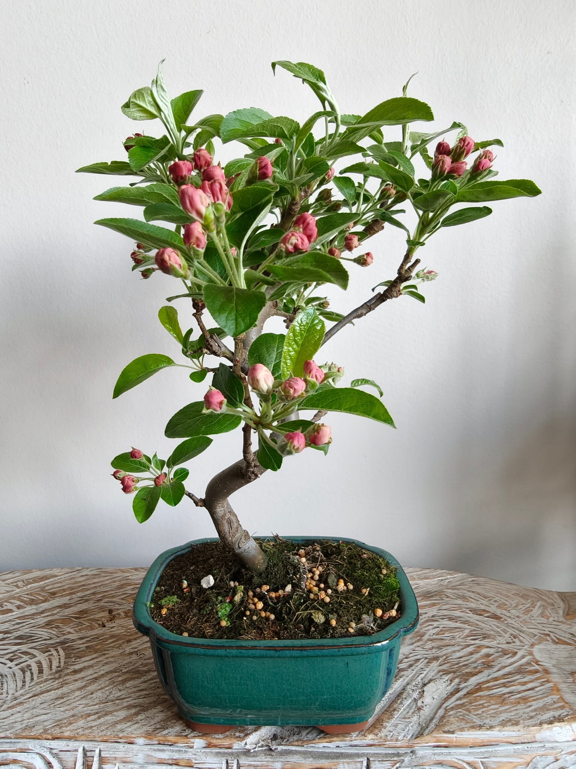 Malus Sierappel Bonsai