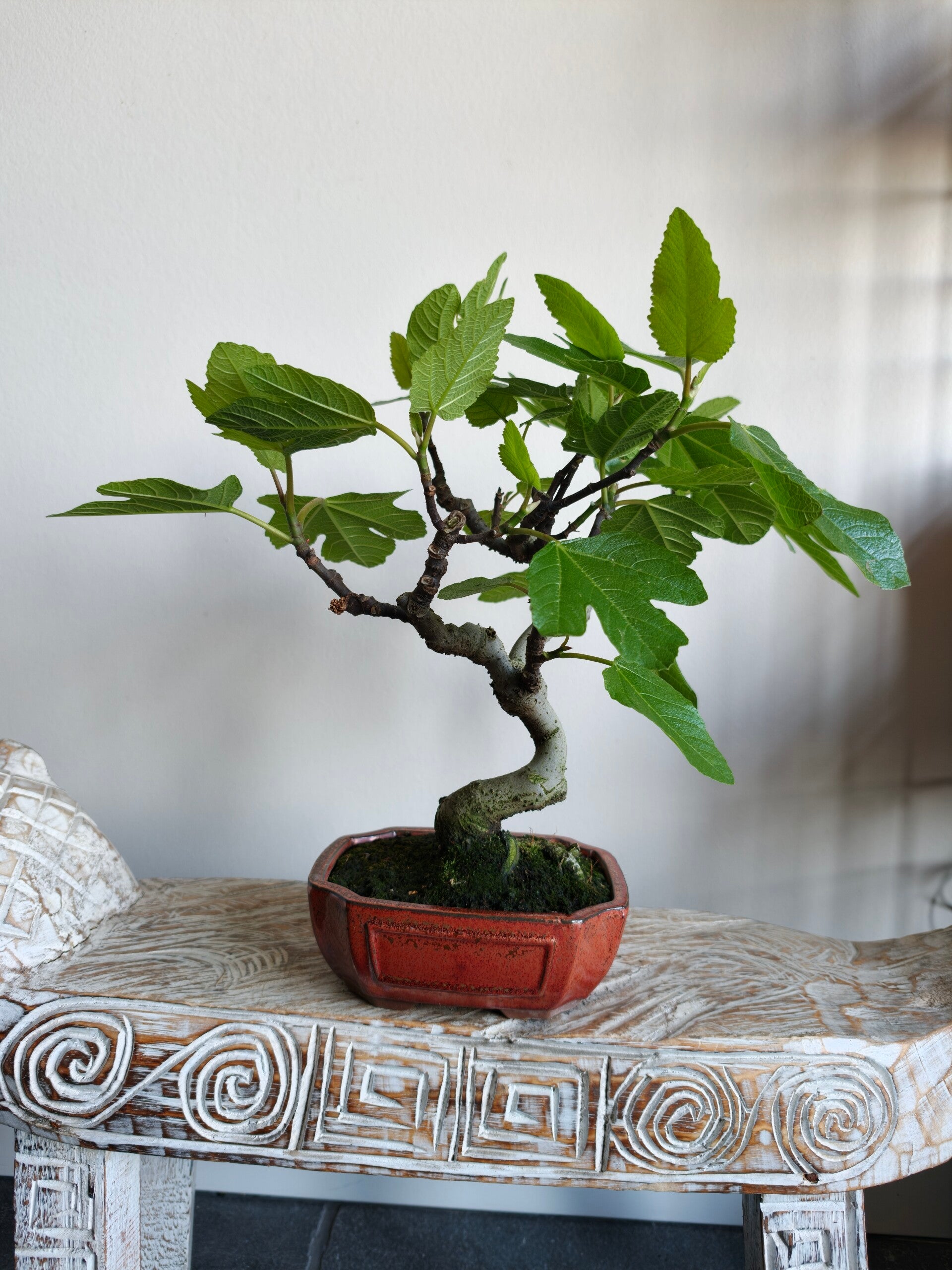 Ficus Carica 'Vijg' Bonsai